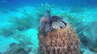 Diving Roatan Mar 2017 [upl. by Nabatse]