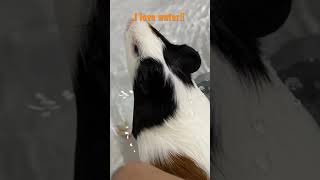 Guinea pig taking bath [upl. by Eelyma]