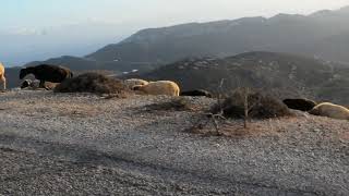 Sheep of Amorgos [upl. by Arayc]