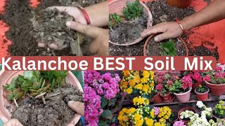 kalanchoe propagation  Potting Mix fertilizing watering and All Care in Nepali gardening [upl. by Atnoled]