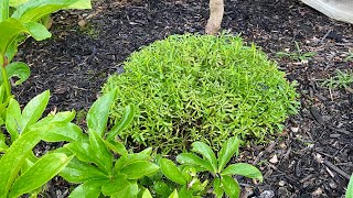 After Bloom Cut Back For Candytuft Iberis Sempervirens 4K May 25 2024 [upl. by Etterual]