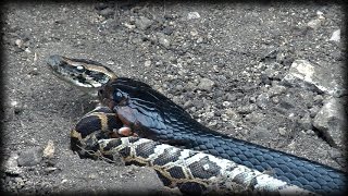 Indigo Snake Eats Python 02  Snake Cannibalism [upl. by Denten]