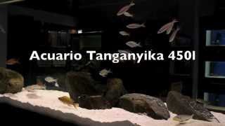 Acuario Tanganyika 450l  Exposición tienda [upl. by Bliss]