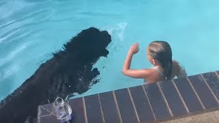 Newfoundland dog displays water rescue instincts [upl. by Nollie776]