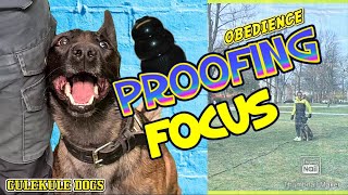 How I Proof Train Our Obedience Focus [upl. by Klatt]