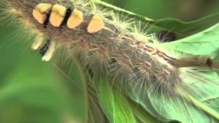 Tussock Moth caterpillar [upl. by Kingdon262]