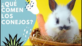 ¿Que puede comer un conejo🌾 Alimentación ideal para los conejos🐰 [upl. by Yeung]