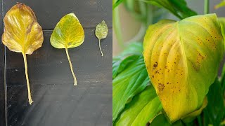 3 Reasons your Plant has Yellowing Leaves [upl. by Aridaj568]