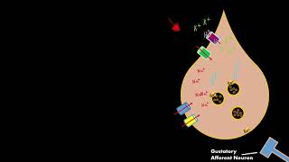 Sour Taste Gustatory cell physiology RELEASES SEROTONIN not ATP [upl. by Ailemrac]