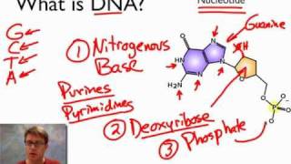 What is DNA [upl. by Eydnarb]