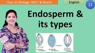 Endosperm Formation  Types of Endosperm Class 12 [upl. by Nerual]