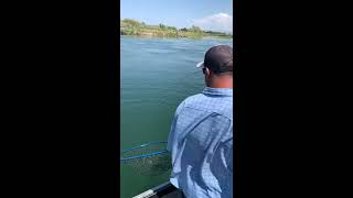 Sacramento River salmon fishing with Dave Jacobs Fishing Guide Service [upl. by Llehcar]