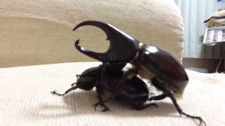 フローレンシスニセヒメカブトの交尾【Florensis Fighting Beetle is mating】 [upl. by Lovash80]