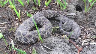 Southeast Iowa Massasauga Rattlesnake [upl. by Enitnemelc]