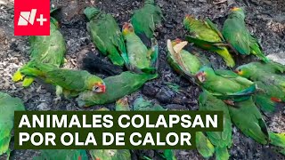 Altas temperaturas provocan muerte masiva de aves y animales  N [upl. by Solhcin]