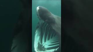 Basking Shark Majestic Giant of the Ocean 🦈✨ shorts shark [upl. by Carrnan]