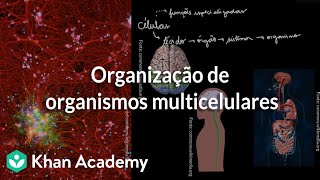 Organização de organismos multicelulares [upl. by Sivek]