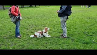 Working cocker spaniel training [upl. by Sagerman]