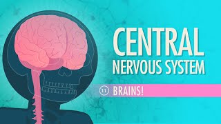 Central Nervous System Crash Course Anatomy amp Physiology 11 [upl. by Countess]