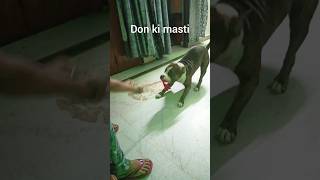 डॉन का मूड आज मस्ती करने का है मस्ती dog doglover ytshort dailyvlogs [upl. by Wendy423]