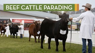 Beef Cattle Parading [upl. by Audry551]