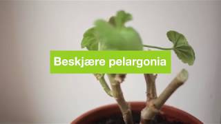 Beskjære pelargonia [upl. by Loydie]