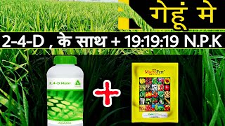 NPK fertilizer 191919 का उपयोग 24D herbicide के साथ [upl. by Annalee]