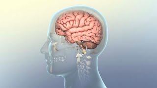 How Concussion Affects the Brain [upl. by Ennaitak]