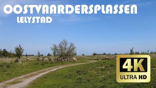 Oostvaardersplassen Lelystad  Lente 2023  4K [upl. by Essyle]