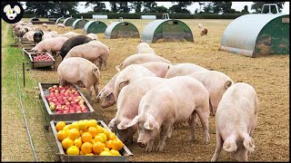 How American Farmers Raise Organic Pigs  Pig Farms Only Eat Bananas [upl. by Scharff]