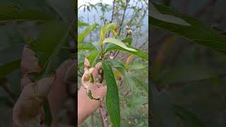 Taphrina Deformans o Torque en la planta de Durazno frutales naturaleza durazno colombia [upl. by Adlog]