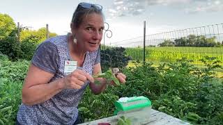 Tomato Hornworms ID the moth and caterpillar eating my tomatoes [upl. by Borroff]