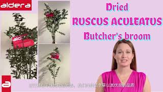 ALDERAS TOP QUALITY DRIED Ruscus Aculeatus Butchersbroom [upl. by Sheline]