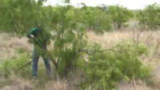 Halfcutting a mesquite tree [upl. by Hulbig341]