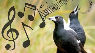 Australian Magpies NonStop Singing Compilation Warbling amp Carolling  Complex Calls [upl. by Vidovik]