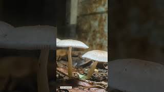 reel mushroom 4 timelapse [upl. by Holmes]