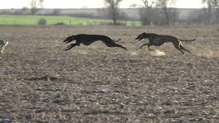 galgos vs liebres compilado de algunas carreras Junio 2024 [upl. by Worrell]