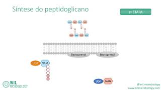 🦠 Síntese do peptidoglicano 🦠 [upl. by Bena954]