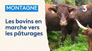 Cest le début de la transhumance en Alsace [upl. by Elyrehc]