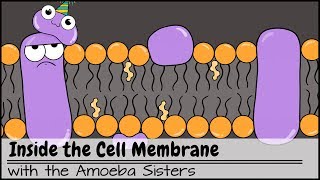 Inside the Cell Membrane [upl. by Ettegdirb264]