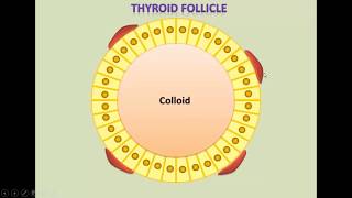 Dr Belhoucha Btissam Physiologie et exploration de la glande thyroïde [upl. by Johnnie126]