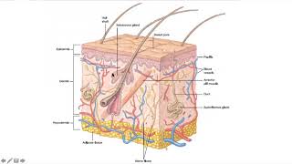 Part 16 Placentation in Mammals Introduction and definition of Placenta BSc MSc Zoology [upl. by Atiekan]