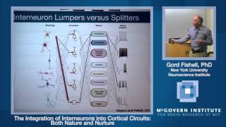 Gordon Fishell The Integration of Interneurons into Cortical Circuits Both Nature and Nurture [upl. by Krongold447]