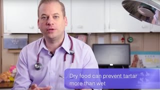 Vet Advice  Should I Feed My Dog Wet or Dry Food [upl. by Ahsille]