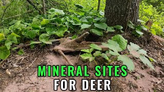 Mineral Sites For Deer [upl. by Harvie]