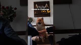 Hands in Challenge with my Eurasier Dog [upl. by Keryt956]