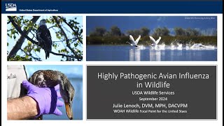 Highly Pathogenic Avian Influenza in Wildlife [upl. by Uwton]