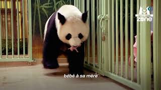 Naissance exceptionnelle de bébés panda  🐼  Extrait archives M6 Video Bank [upl. by Attenehs]