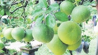 Pomelo Fruit Kambili Naranga  An Important Citrus Fruit [upl. by Salangia]