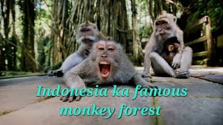 Indonesia Ka Famous Monkey Forest 🐒 [upl. by Rafferty]